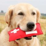 Expert Vet Advice on First Aid Tips for Dogs