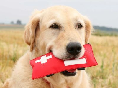 Expert Vet Advice on First Aid Tips for Dogs