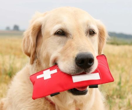 Expert Vet Advice on First Aid Tips for Dogs