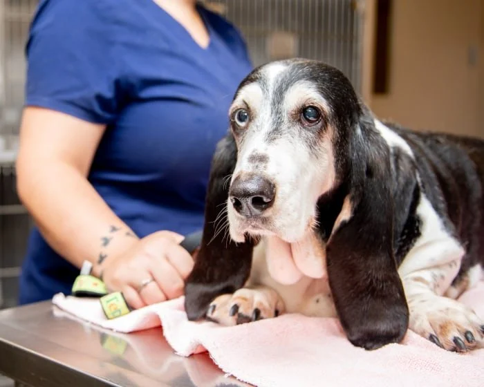 Vet-Approved Common Illnesses for Senior Pets