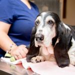 Vet-Approved Common Illnesses for Senior Pets