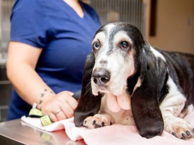 Vet-Approved Common Illnesses for Senior Pets