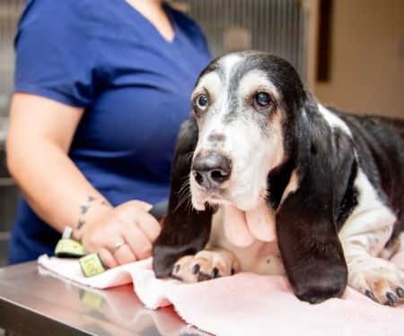 Vet-Approved Common Illnesses for Senior Pets