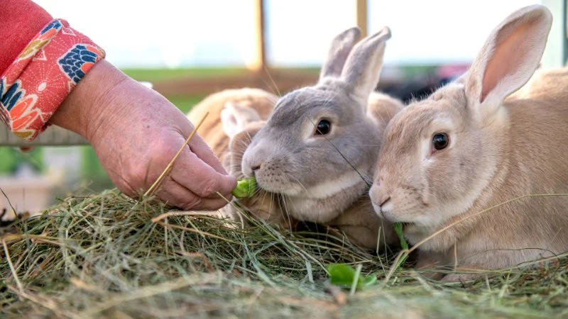 Nutrition Tips for Rabbits: What UK Pet Owners Need to Know