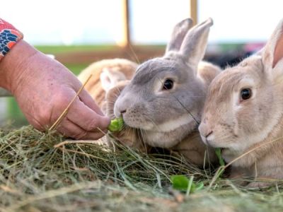 Nutrition Tips for Rabbits: What UK Pet Owners Need to Know