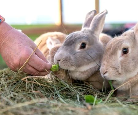 Nutrition Tips for Rabbits: What UK Pet Owners Need to Know