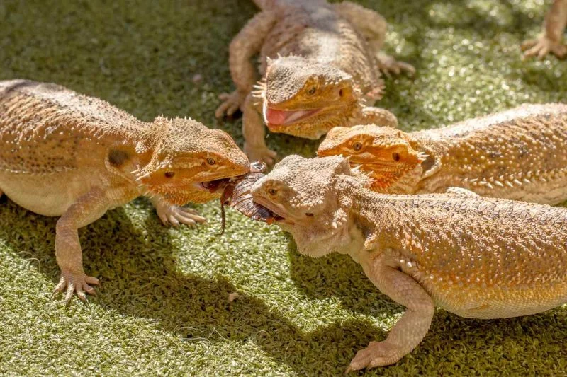 How to Improve Reptiles Parasite Prevention at Home