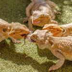 How to Improve Reptiles Parasite Prevention at Home