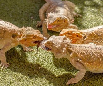 How to Improve Reptiles Parasite Prevention at Home