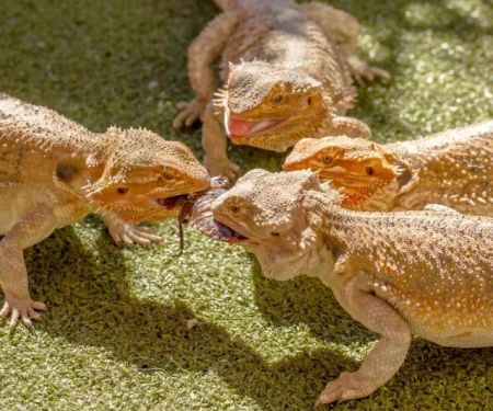 How to Improve Reptiles Parasite Prevention at Home