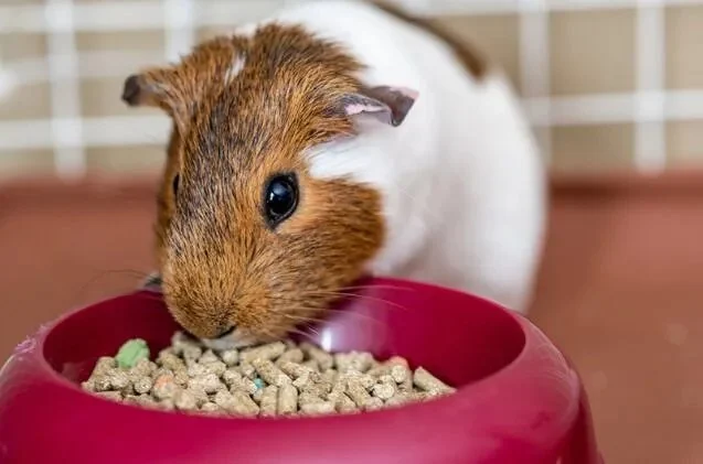 The Importance of Nutrition Tips for Guinea Pigs – UK Edition