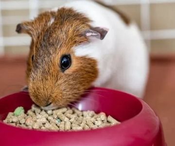 The Importance of Nutrition Tips for Guinea Pigs – UK Edition