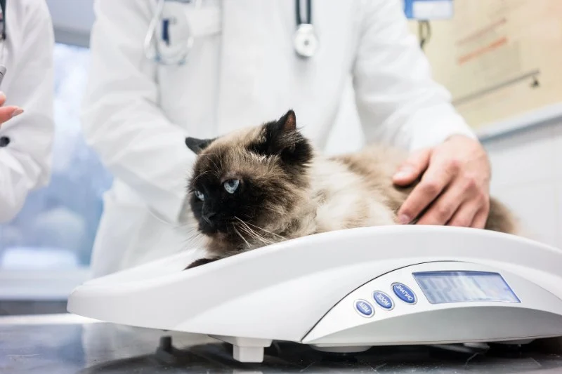 UK Pet Owner’s Guide to Weight Management for Cats