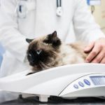 UK Pet Owner’s Guide to Weight Management for Cats