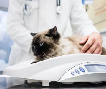 UK Pet Owner’s Guide to Weight Management for Cats