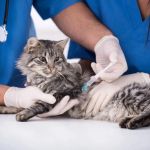The Importance of Vaccination Guide for Cats in the UK