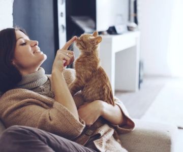 Seasonal Health Tips for Cats: What UK Pet Owners Need to Know