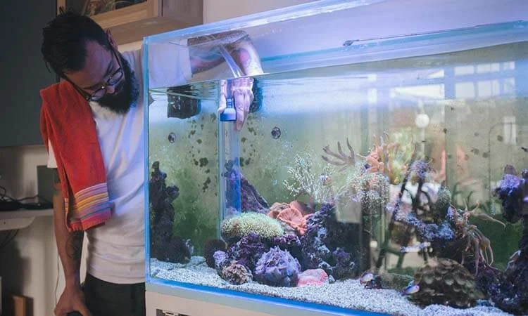 How to Improve Fish Behaviour Training at Home