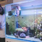 How to Improve Fish Behaviour Training at Home