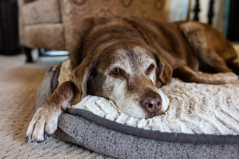Preventive Care Tips for Senior Pets: What UK Pet Owners Need to Know
