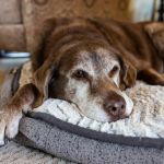 Preventive Care Tips for Senior Pets: What UK Pet Owners Need to Know
