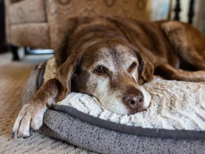 Preventive Care Tips for Senior Pets: What UK Pet Owners Need to Know