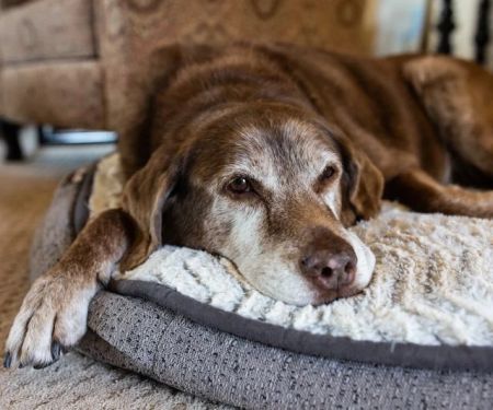 Preventive Care Tips for Senior Pets: What UK Pet Owners Need to Know