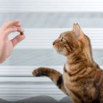 The Importance of Behaviour Training for Kittens – UK Edition