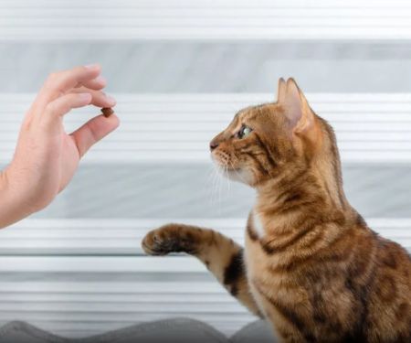 The Importance of Behaviour Training for Kittens – UK Edition