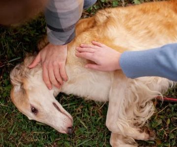 Complete Guide to First Aid Tips for Dogs: Essential Steps Every Pet Owner Should Know