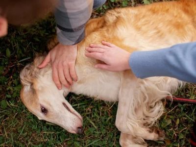 Complete Guide to First Aid Tips for Dogs: Essential Steps Every Pet Owner Should Know
