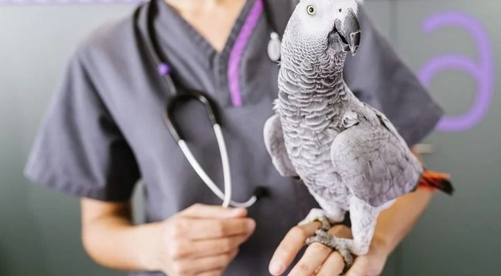 How to Improve Exotic Pets Weight Management at Home