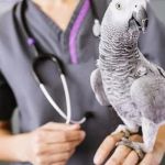 How to Improve Exotic Pets Weight Management at Home