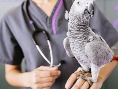 How to Improve Exotic Pets Weight Management at Home