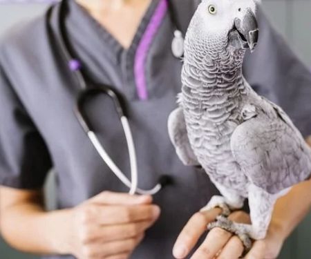 How to Improve Exotic Pets Weight Management at Home