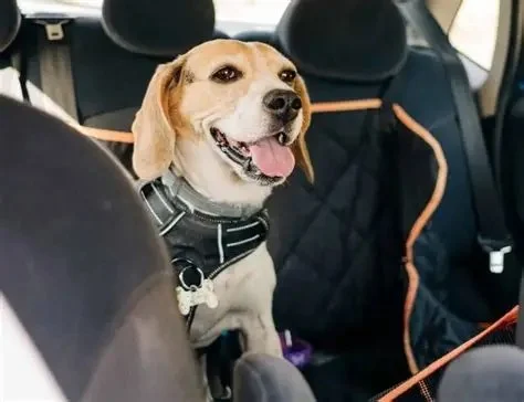 Travel Safety Tips for Puppies: What UK Pet Owners Need to Know