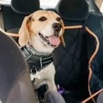 Travel Safety Tips for Puppies: What UK Pet Owners Need to Know