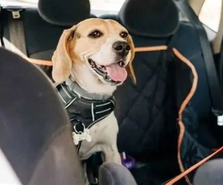 Travel Safety Tips for Puppies: What UK Pet Owners Need to Know