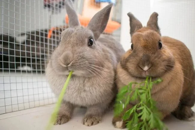 代码Preventive Care Tips for Rabbits: What UK Pet Owners Need to Know