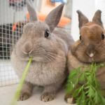 代码Preventive Care Tips for Rabbits: What UK Pet Owners Need to Know