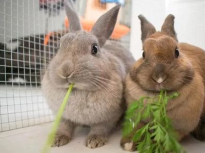代码Preventive Care Tips for Rabbits: What UK Pet Owners Need to Know
