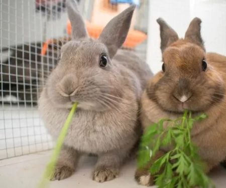 代码Preventive Care Tips for Rabbits: What UK Pet Owners Need to Know