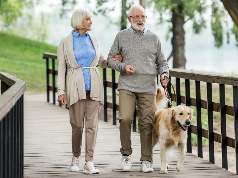 How to Improve Senior Pets Seasonal Health Tips at Home