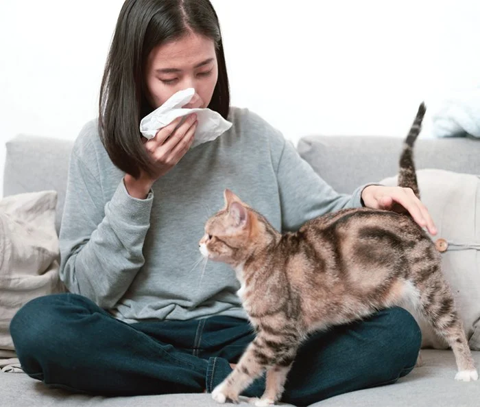 UK Pet Owner’s Guide to Allergy Care for Cats