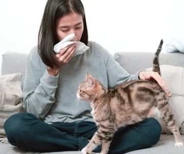 UK Pet Owner’s Guide to Allergy Care for Cats