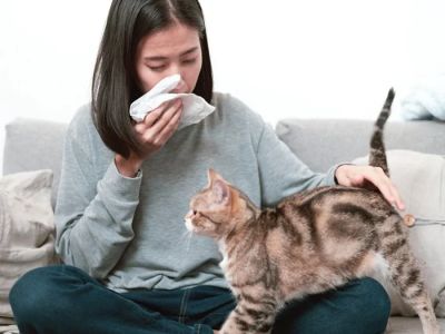 UK Pet Owner’s Guide to Allergy Care for Cats
