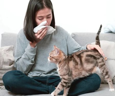 UK Pet Owner’s Guide to Allergy Care for Cats