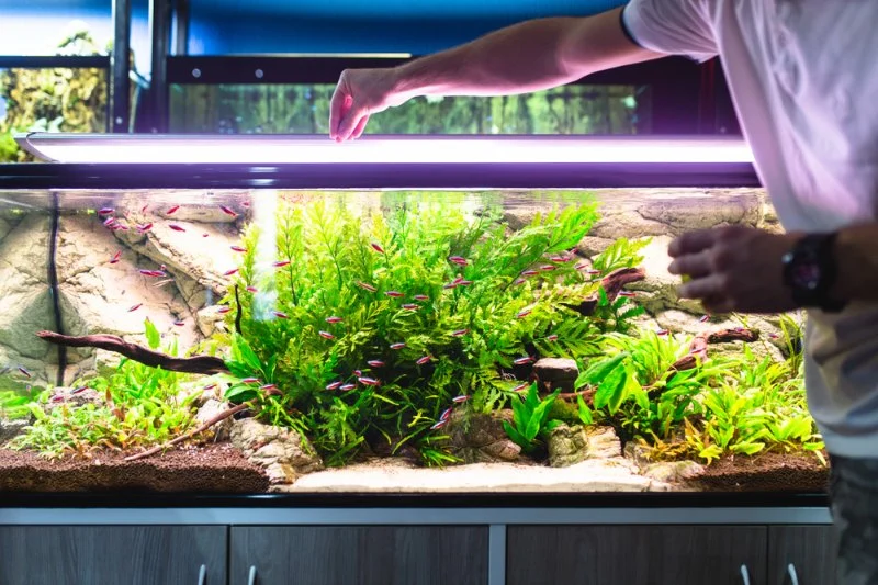 Vet-Approved Nutrition Tips for Fish