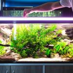 Vet-Approved Nutrition Tips for Fish