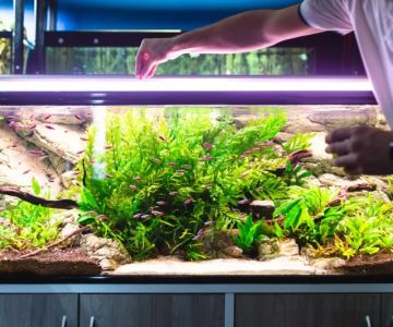 Vet-Approved Nutrition Tips for Fish